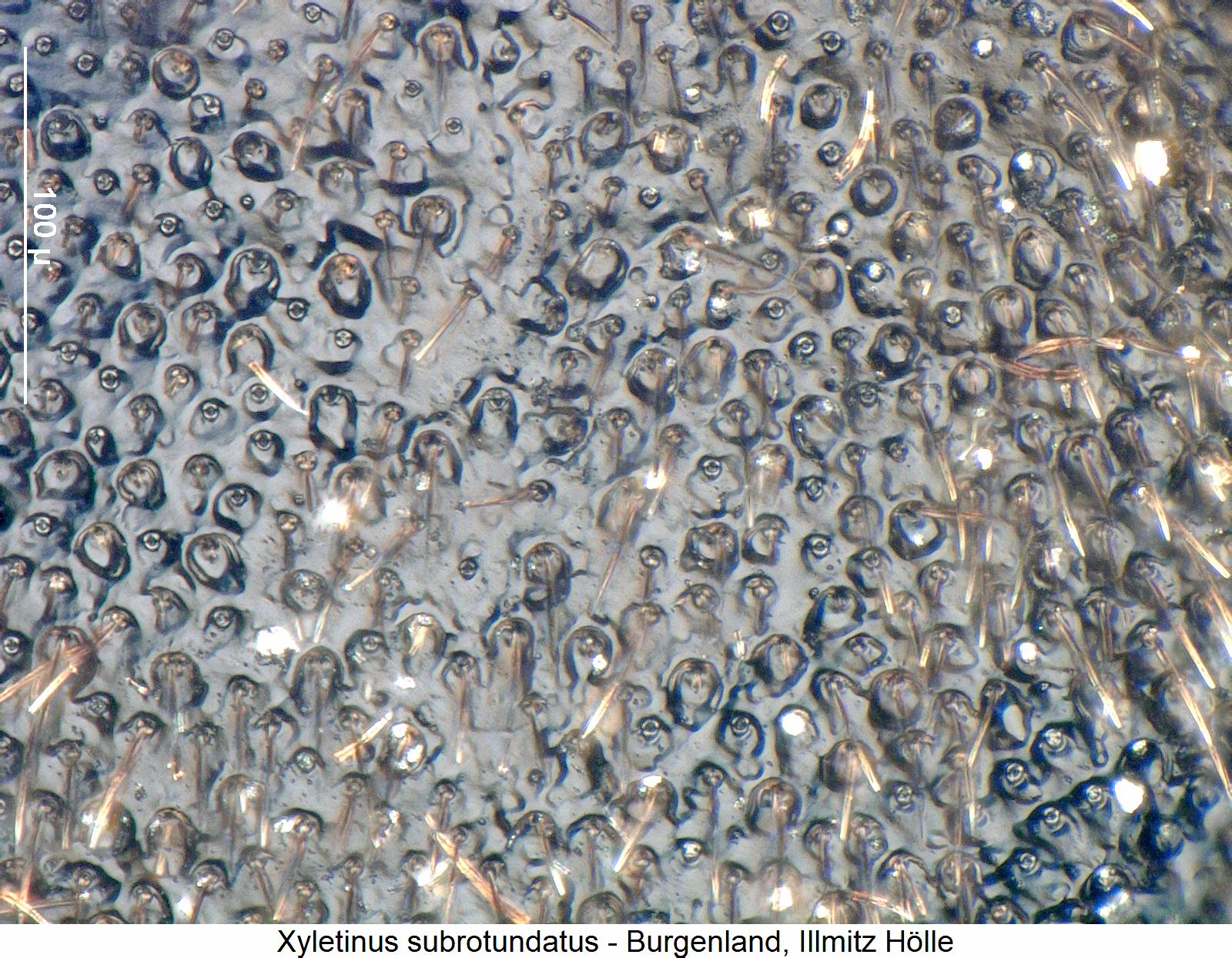 xyletinus_subrotundatus_ms.jpg