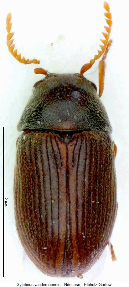 xyletinus_vaederoeensis_hab.jpg