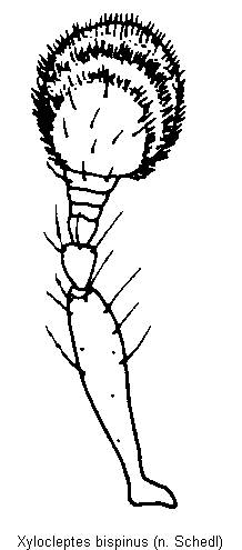 xylocleptes_bispinus_f.gif