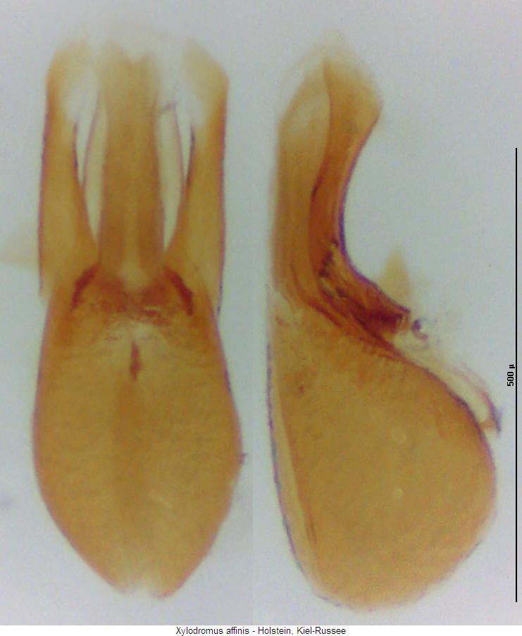 xylodromus_affinis.jpg