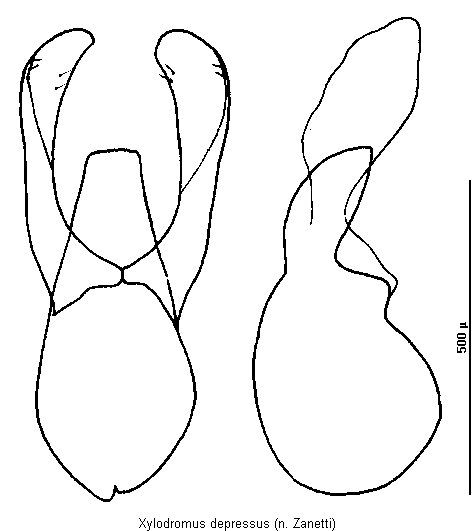 xylodromus_depressus.gif