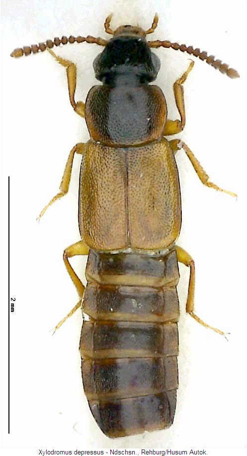 xylodromus_depressus_hab.jpg