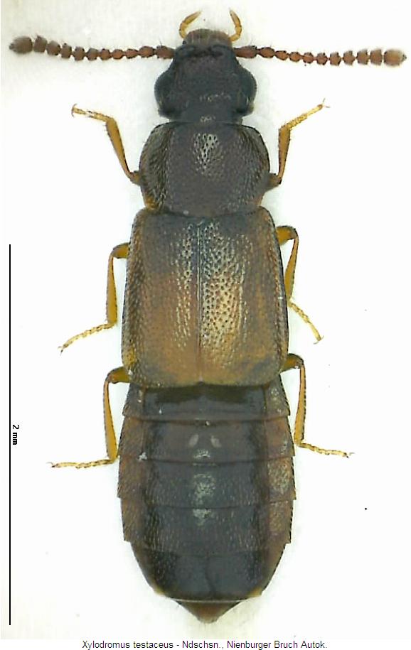 xylodromus_testaceus_hab.jpg