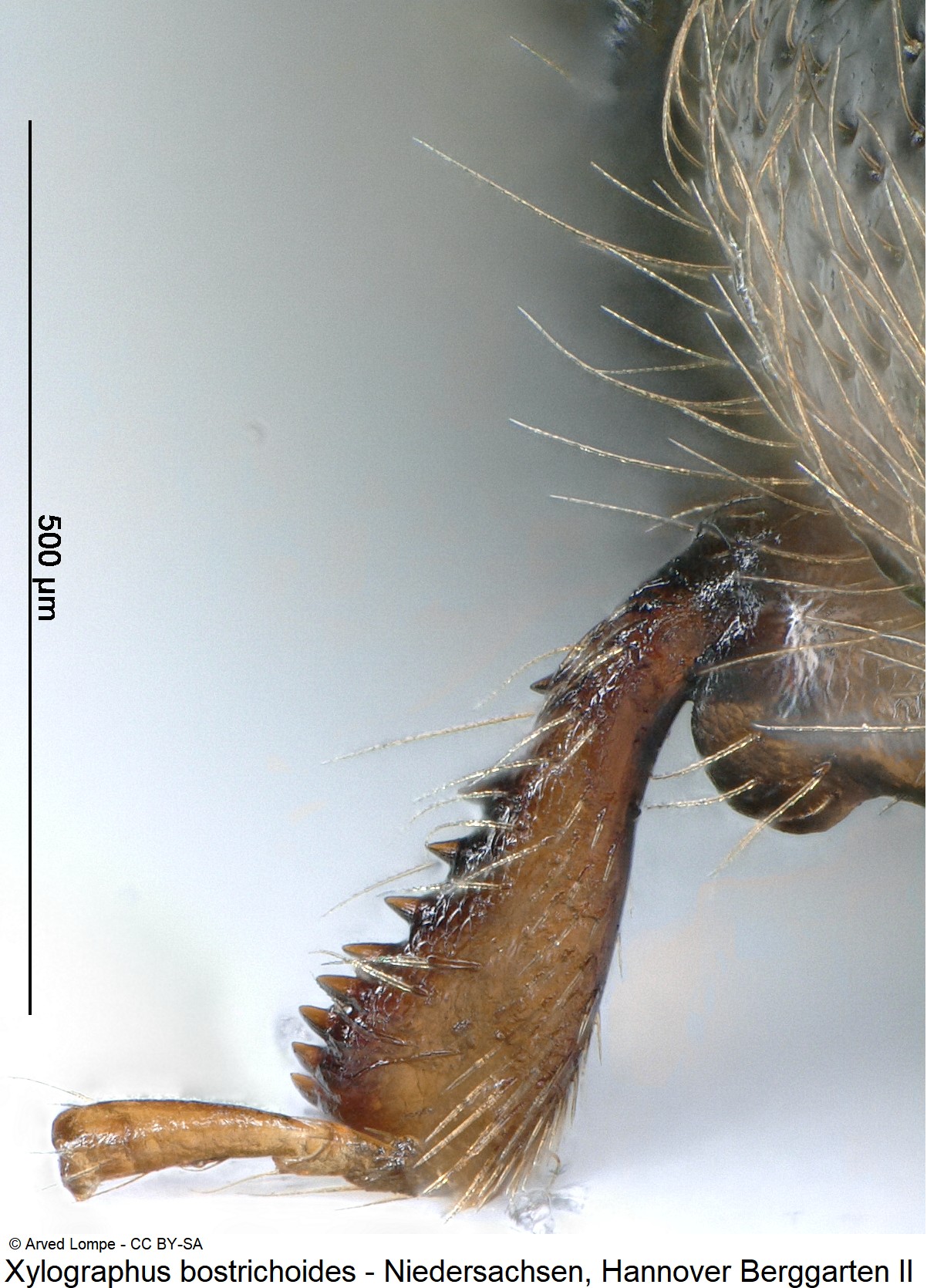 xylographus_bostrichoides_ck36788203_vschn.jpg