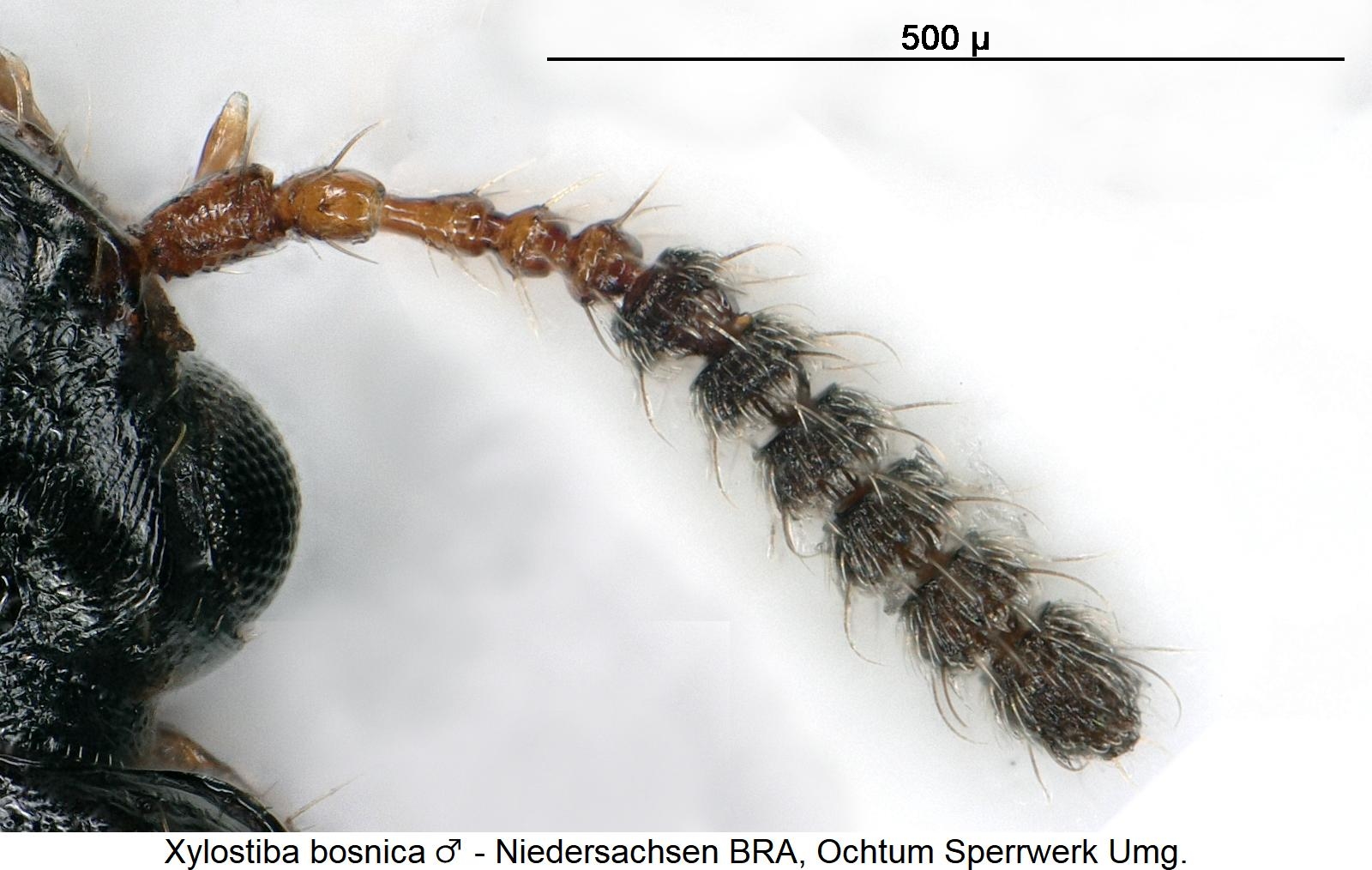 xylostiba_bosnica_m_f.jpg