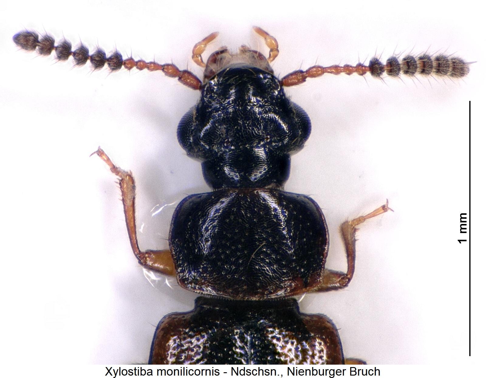 xylostiba_monilicornis_vk.jpg