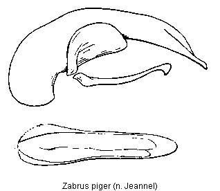 zabrus_piger_.gif