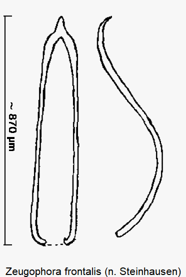 zeugophora_frontalis.gif