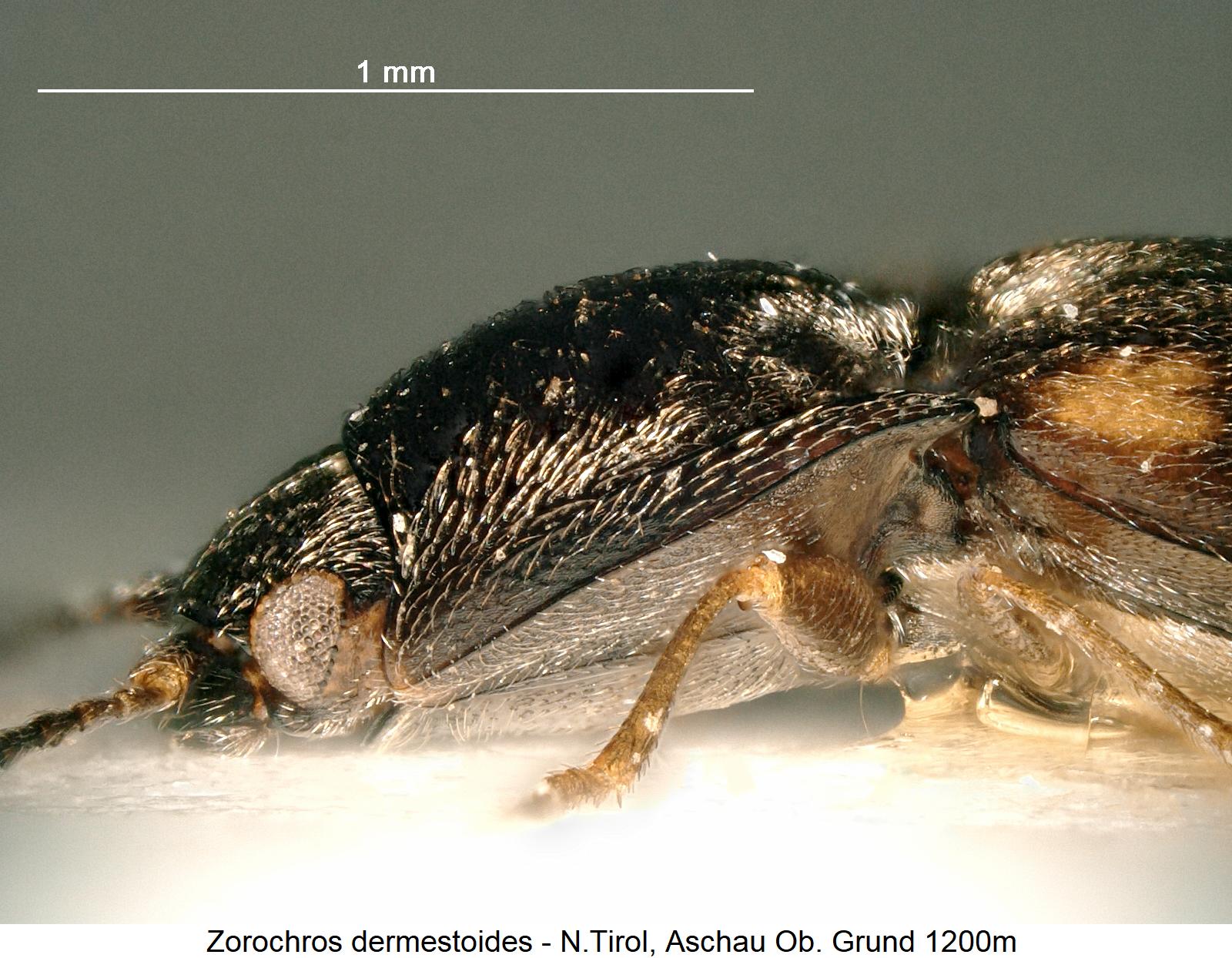 zorochros_dermestoides_sa.jpg