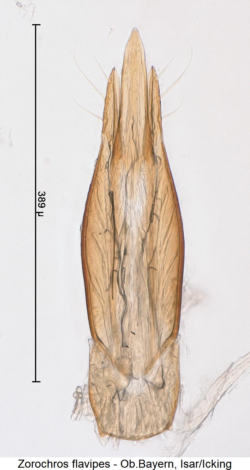 zorochros_flavipes2.jpg