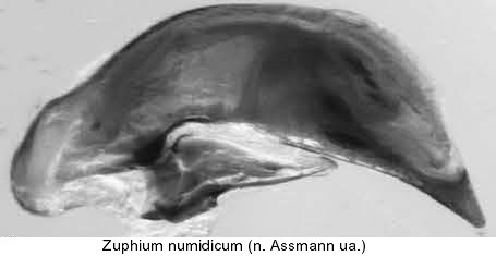 zuphium_numidicum_aed.jpg