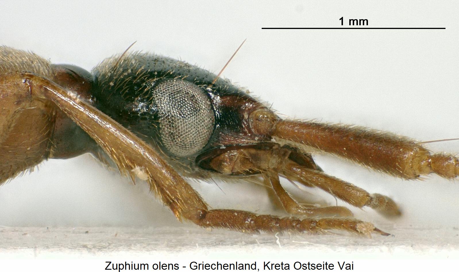 zuphium_olens_k.jpg