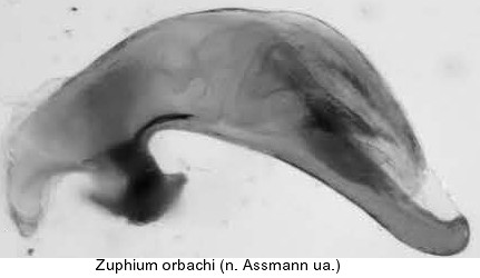 zuphium_orbachi_aed.jpg