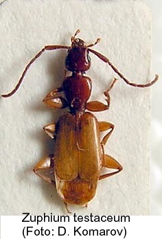 zuphium_testaceum.jpg
